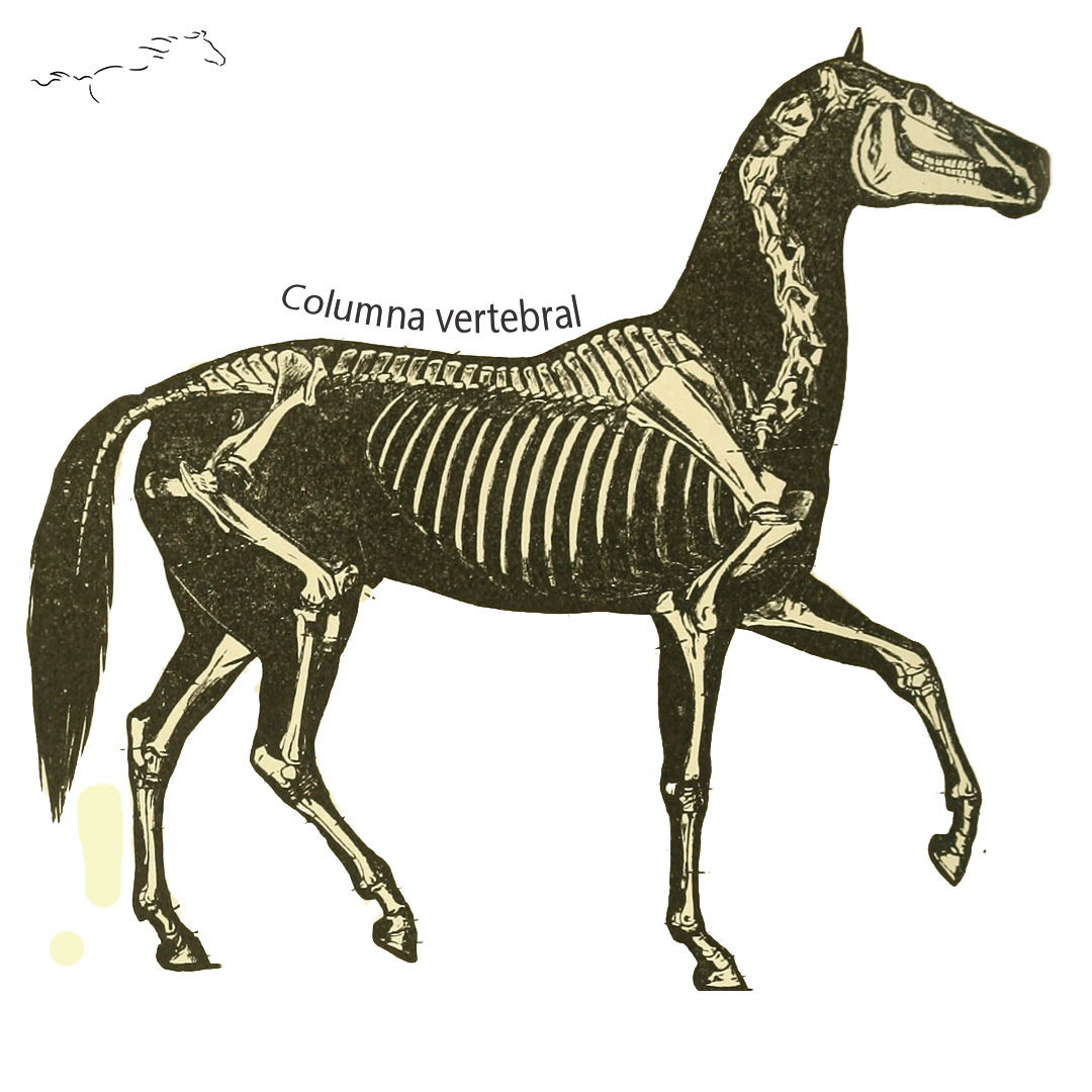 Columna-vertebral-caballo
